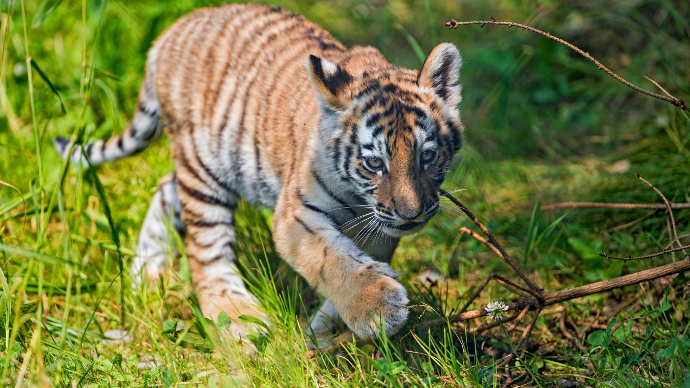Маленький тигренок идет по зеленой траве