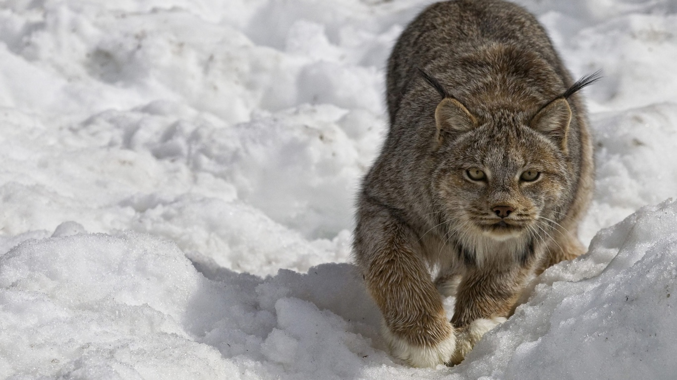 Рысь крадется по снегу зимой