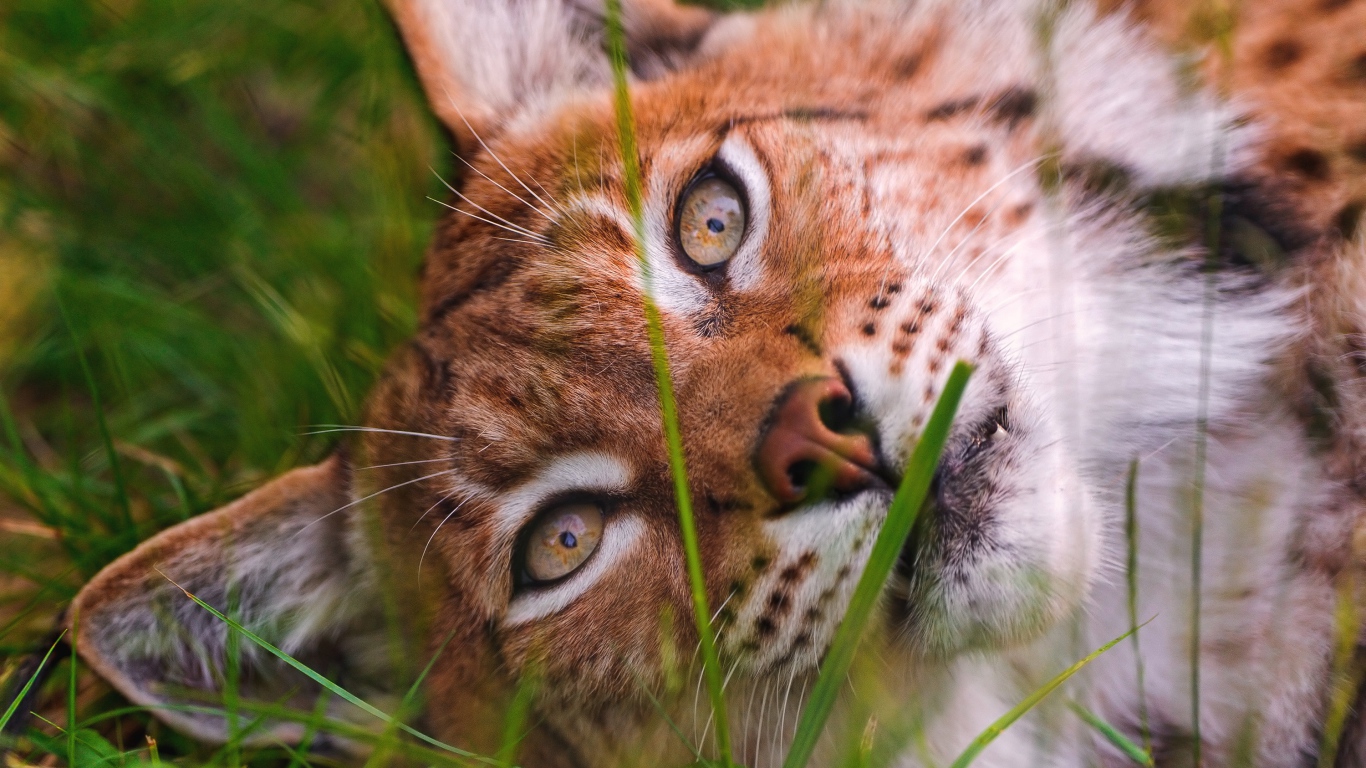 Морда рыси крупным планом на зеленой траве