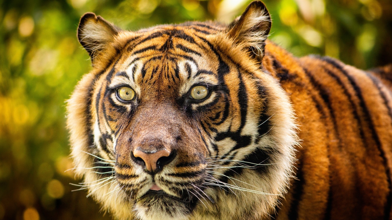 Морда большого полосатого тигра