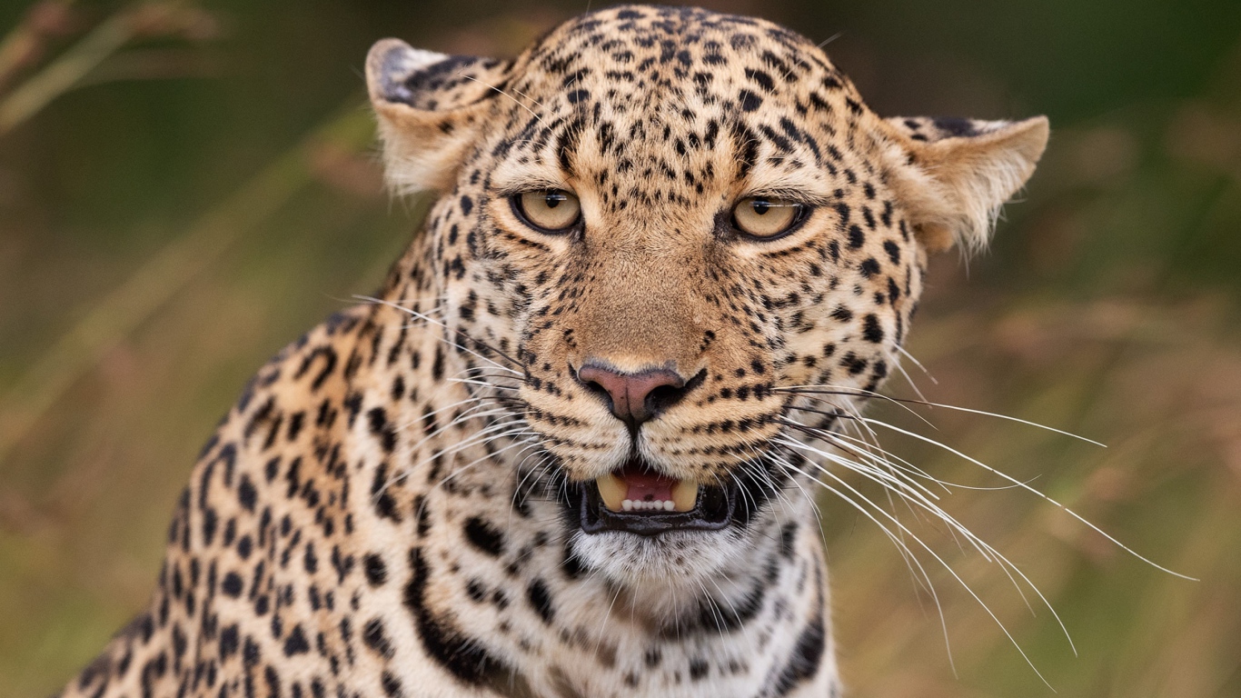 Пятнистый леопард прижал уши 