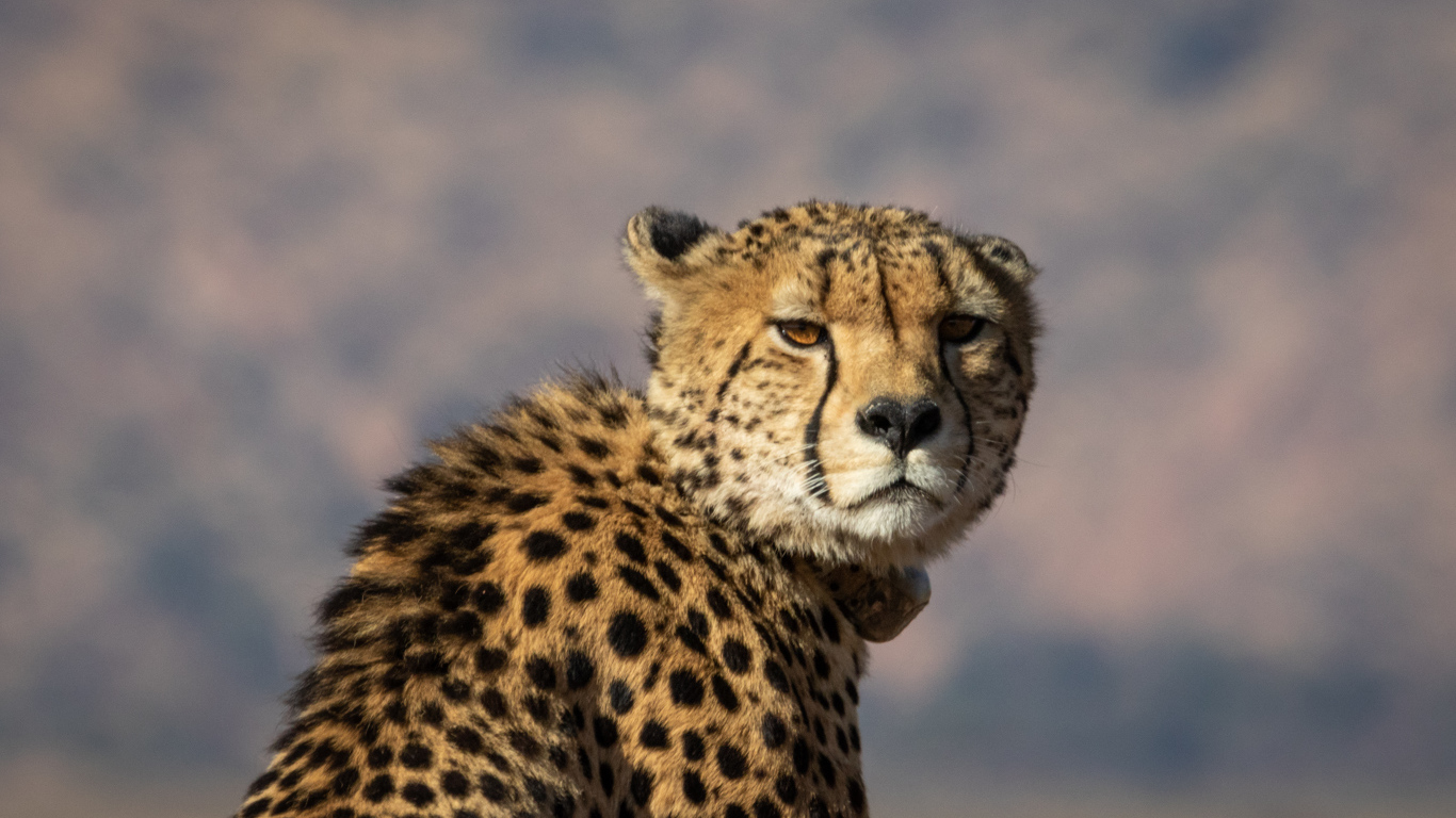 Пятнистый гепард на фоне неба