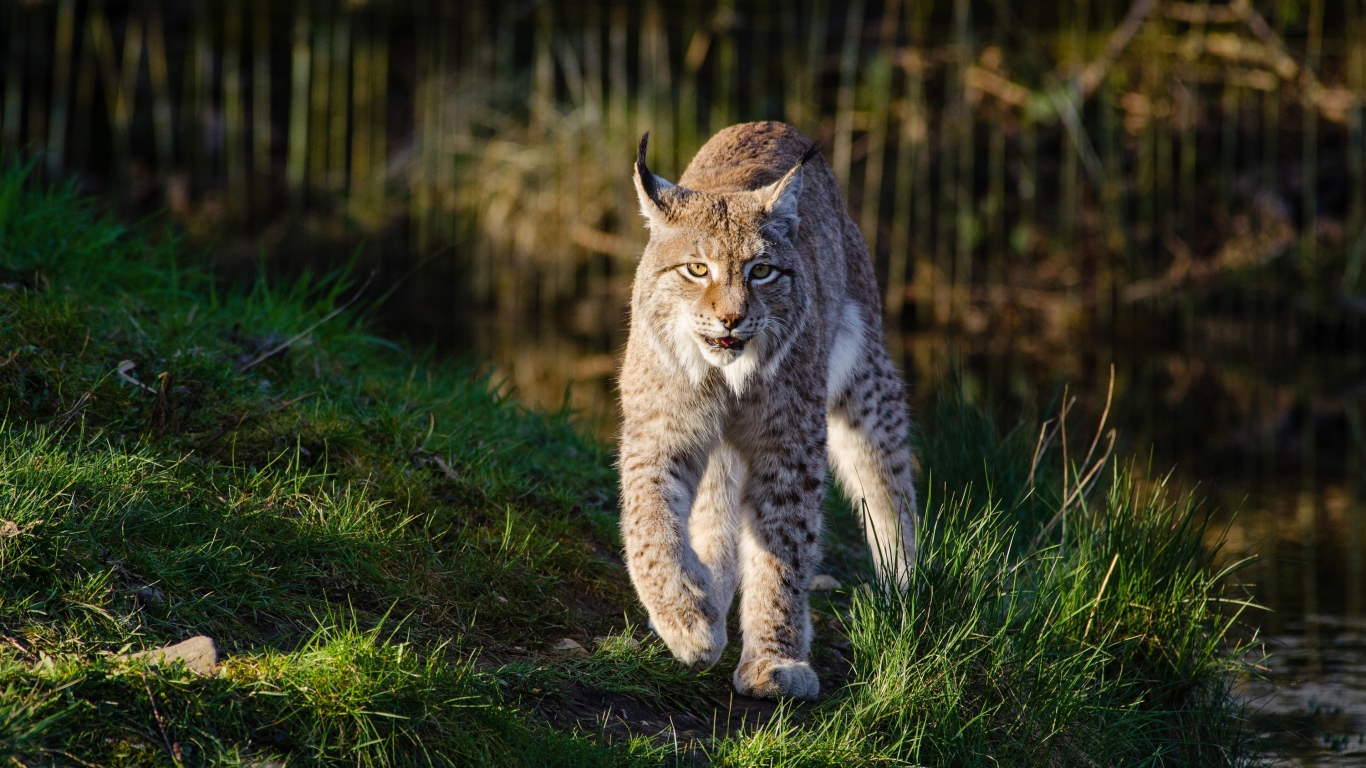 Грозная рысь идет по зеленой траве у воды
