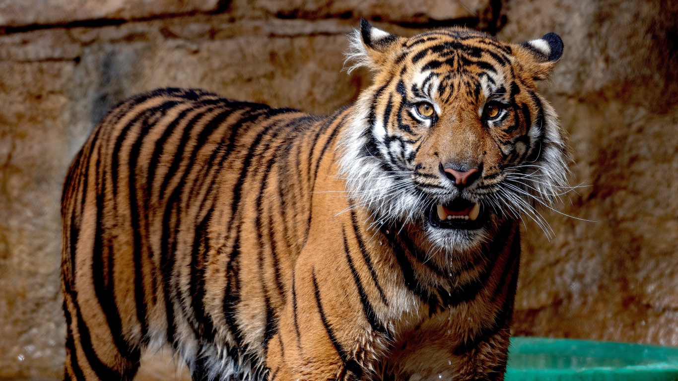 Мокрый Суматранский тигр в зоопарке