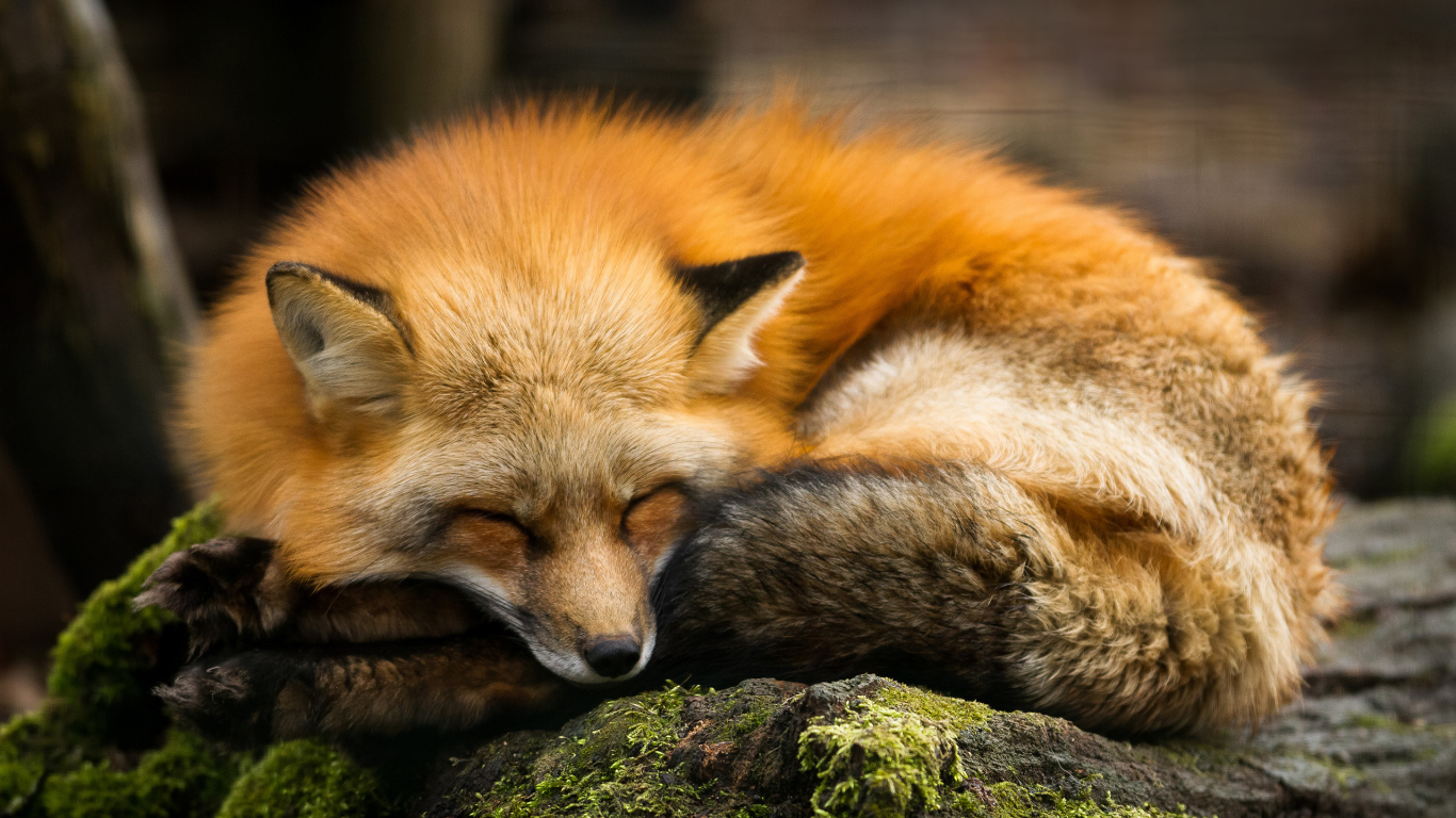 Большая рыжая лиса спит на камне