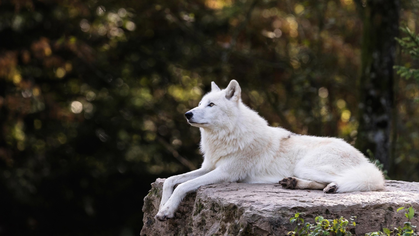 Большой белый волк лежит на камне 