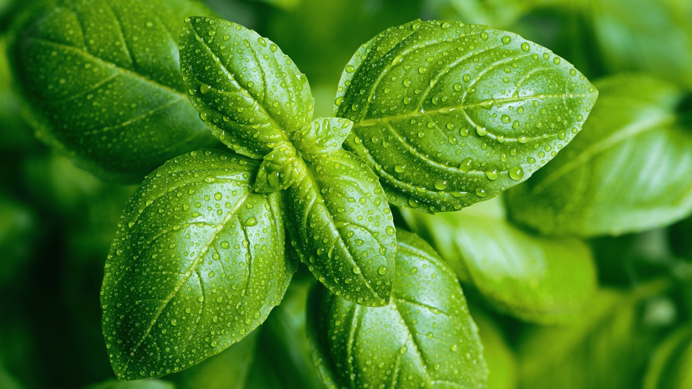 Зеленые листья базилика в каплях воды