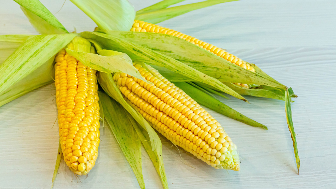 Желтые початки кукурузы с зелеными листьями на столе