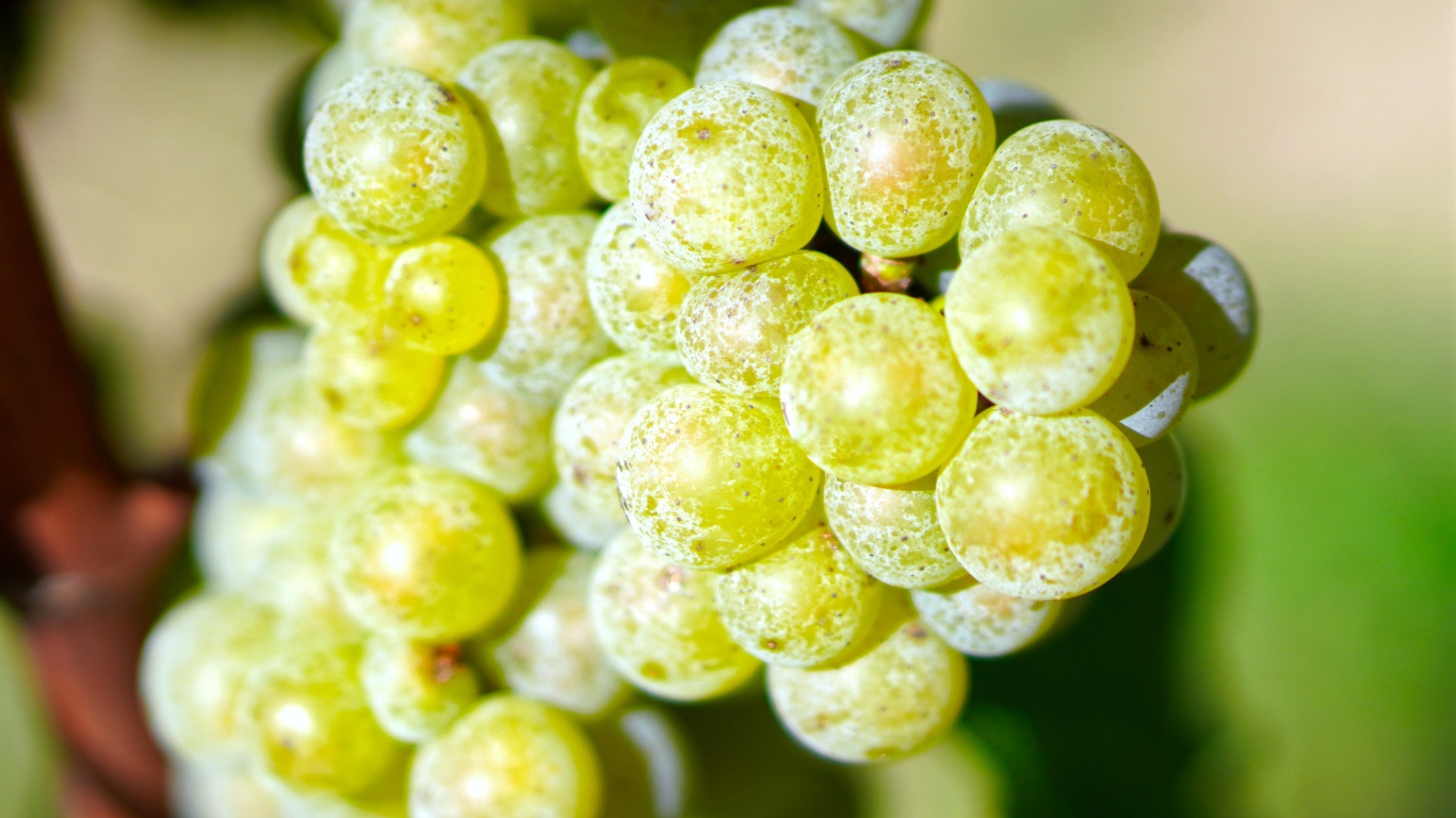 Гроздь круглого белого винограда крупным планом