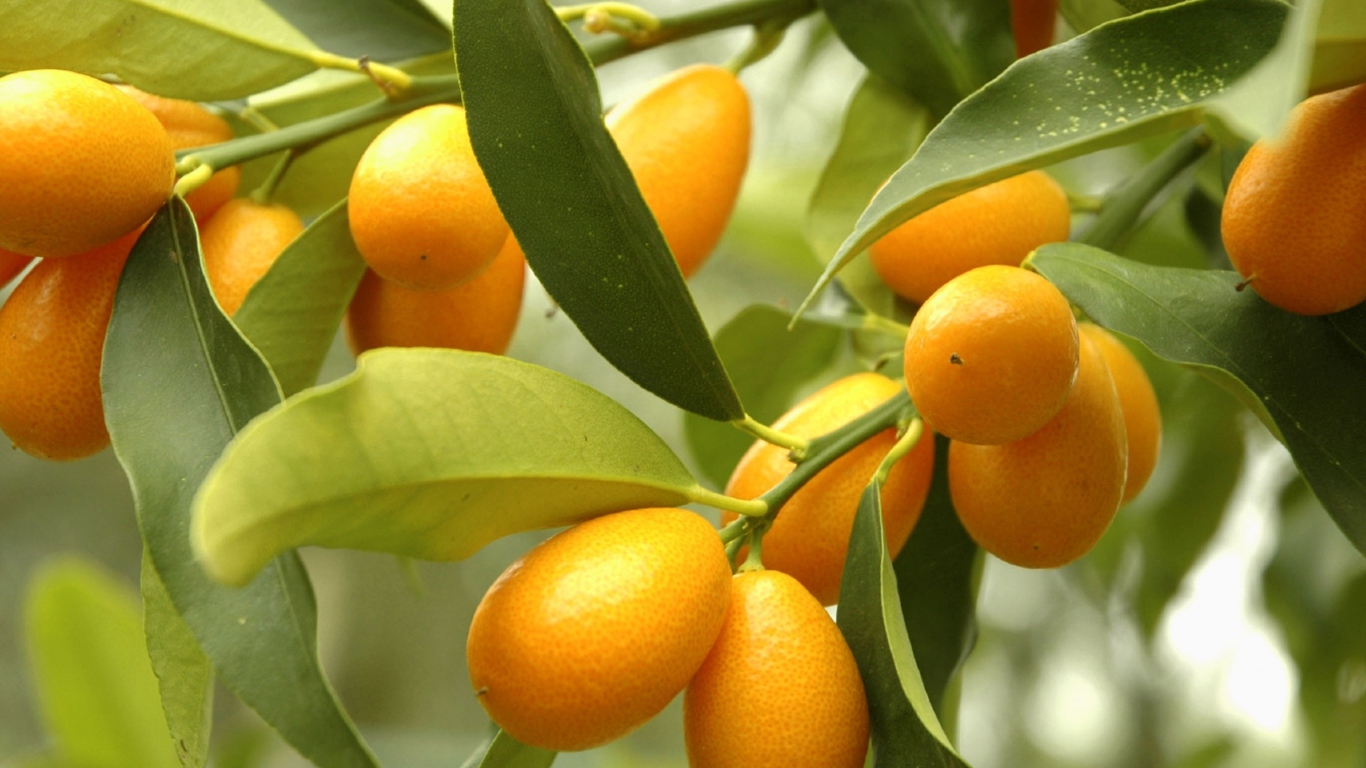 Оранжевые цитрусовые плоды кумкват на ветке дерева