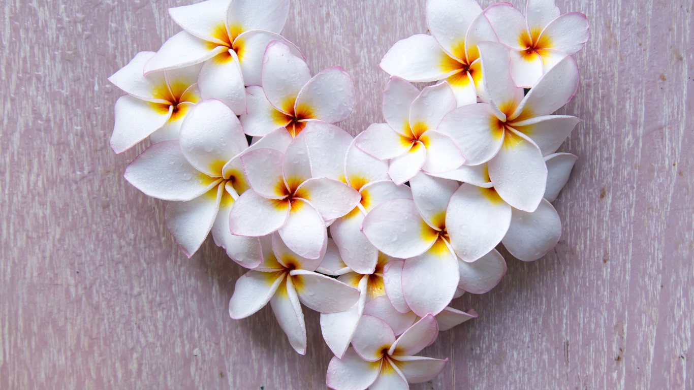 Сердце из белых цветов плюмерии на сером фоне