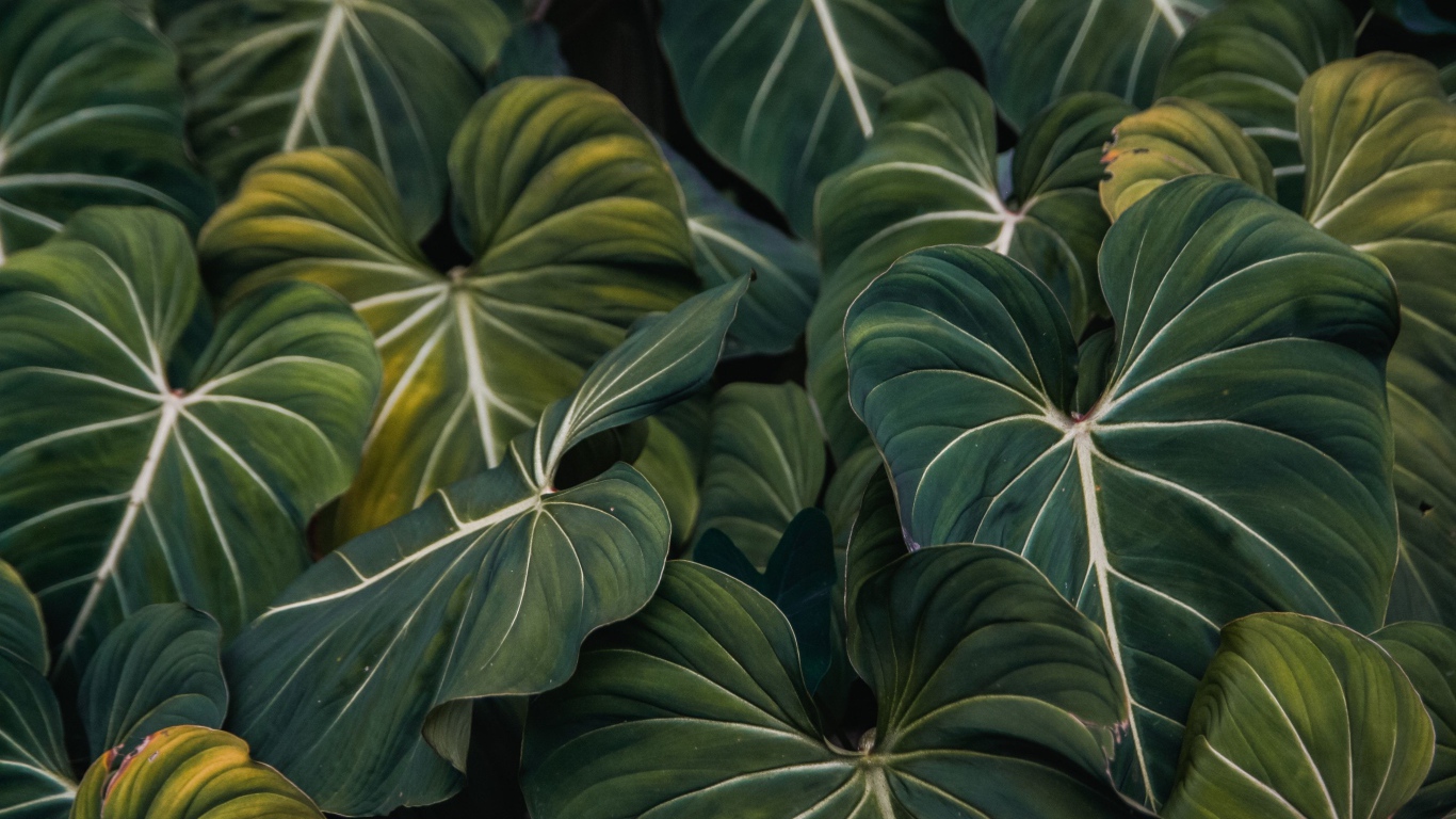 Большие зеленые листья растения крупным планом