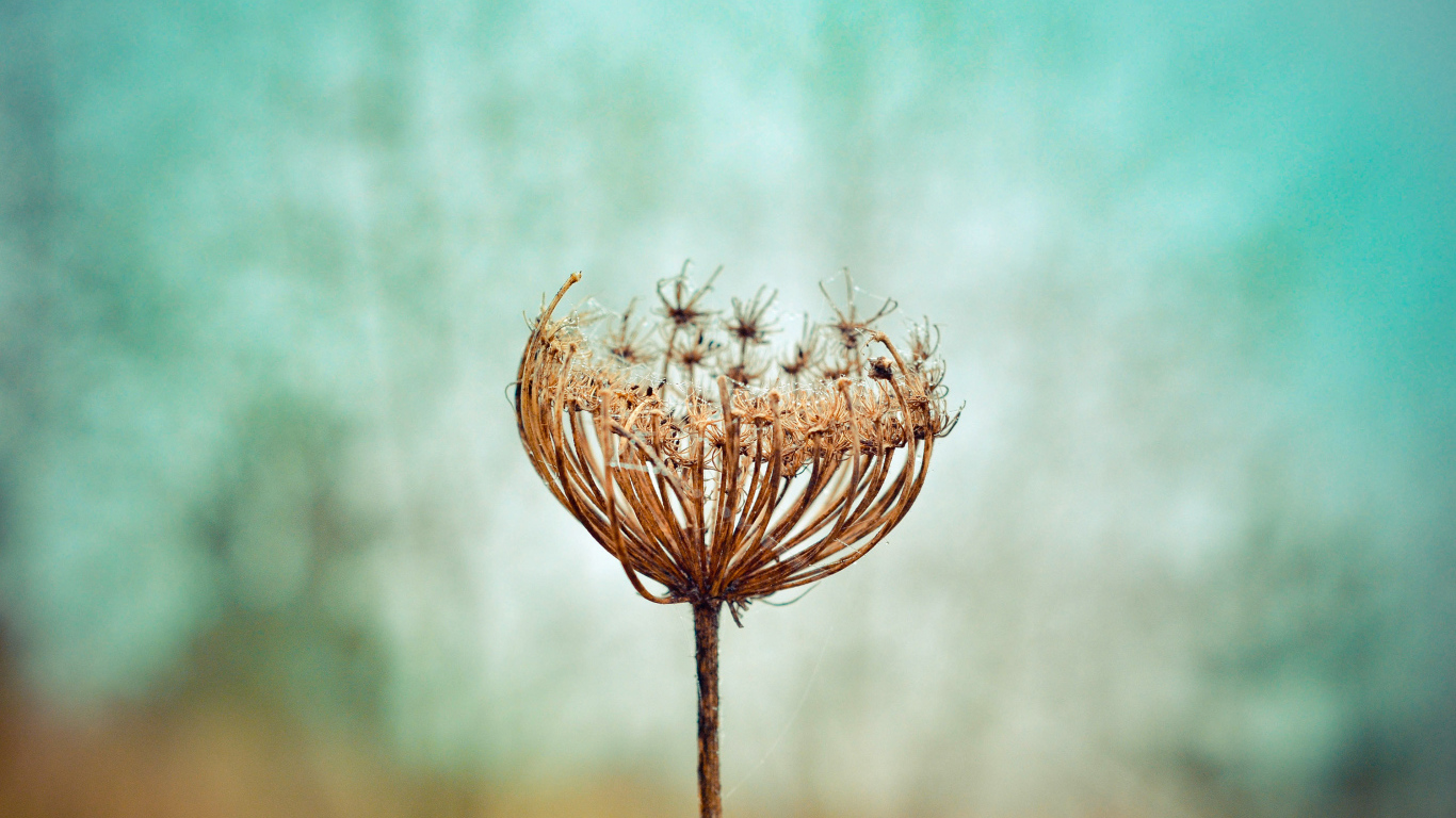 Зонтик высохшего растения крупным планом