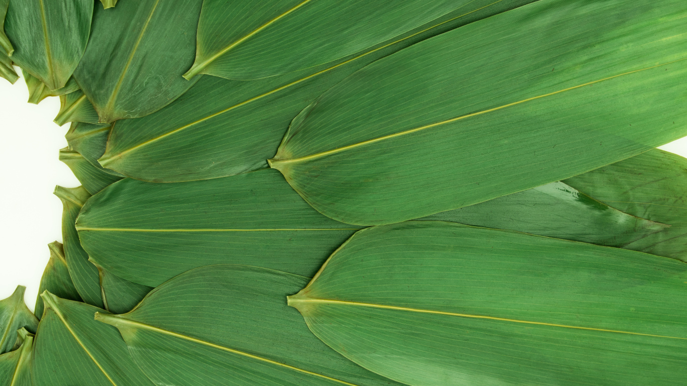 Зеленые кукурузные листья на белом фоне