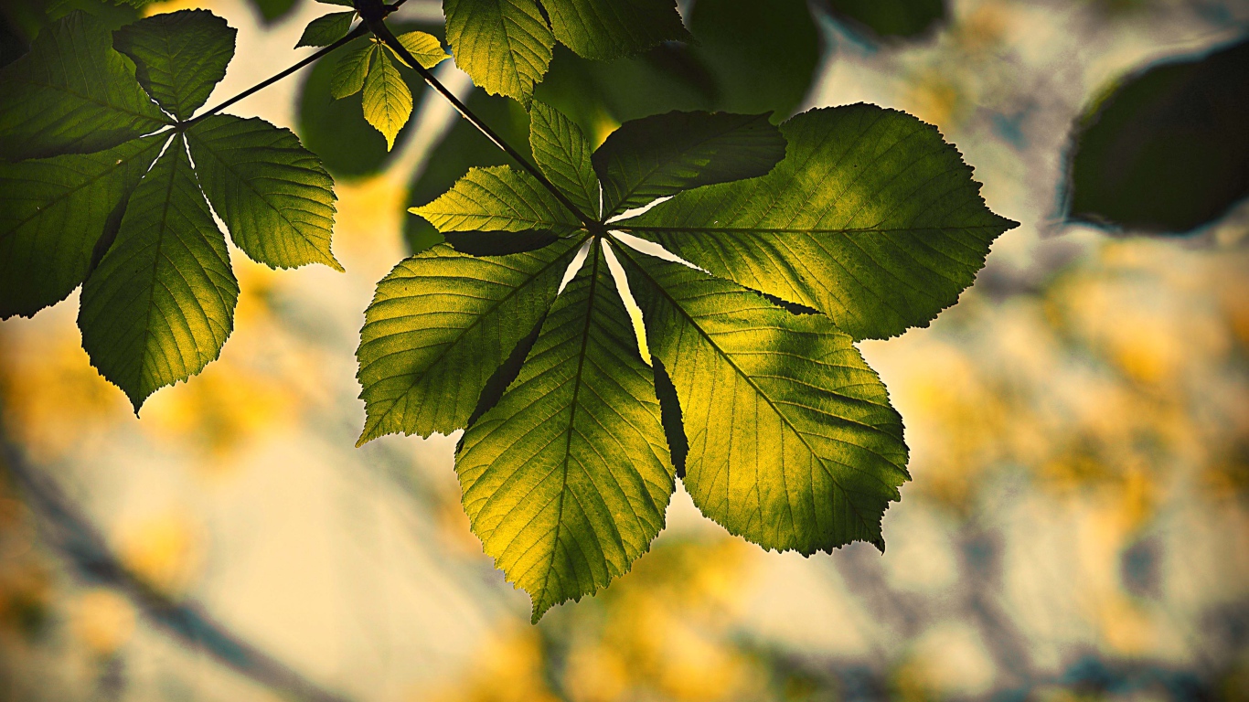 Зеленый лист каштана в лучах солнца