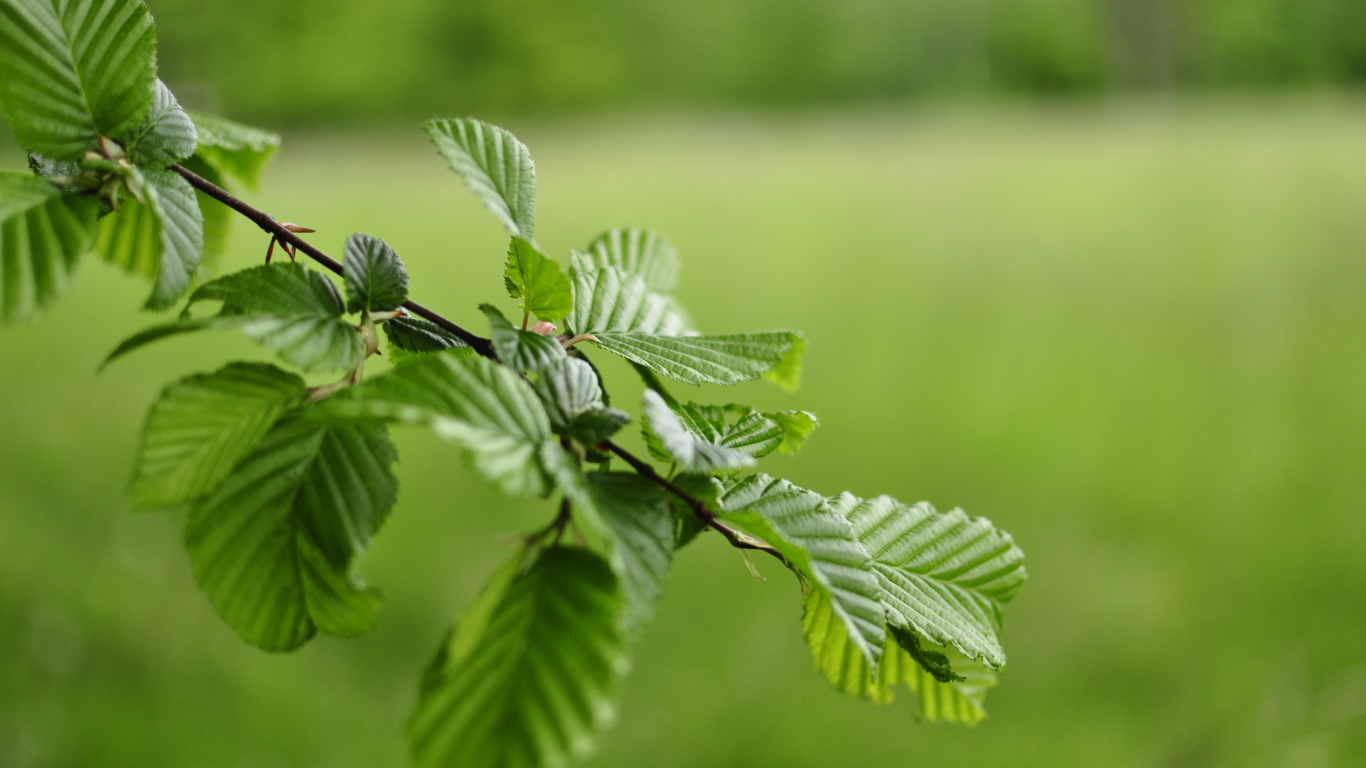 Зеленые листья на ветке дерева 