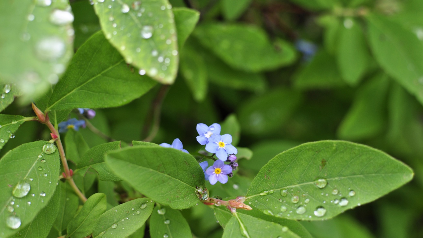 Зеленые листья с маленькими цветами в каплях росы