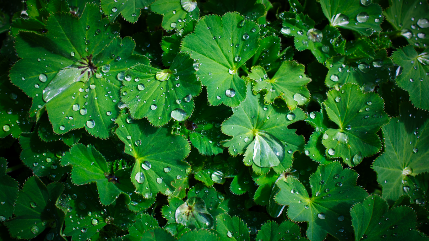 Зеленые листья с каплями воды крупным планом