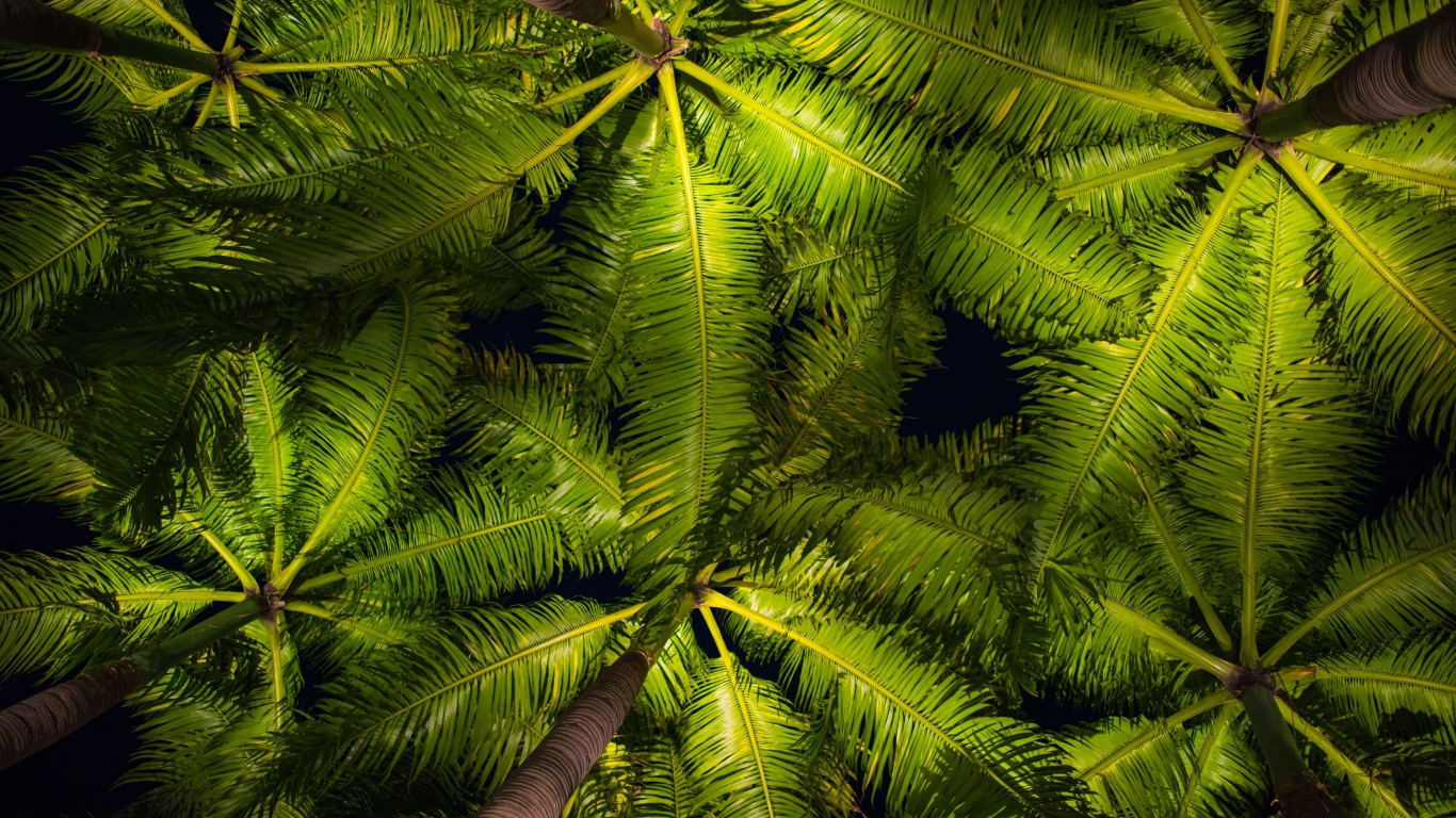 Зеленые пальмовые листья вид снизу