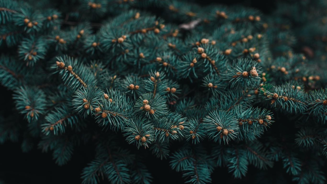 Зеленая ветка ели с шишками