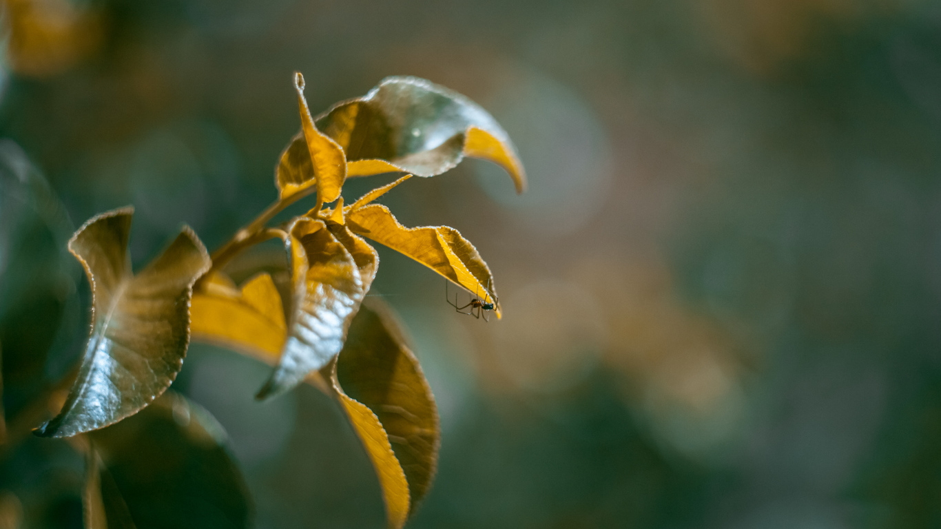 Зеленые сочные листья в лучах солнца 