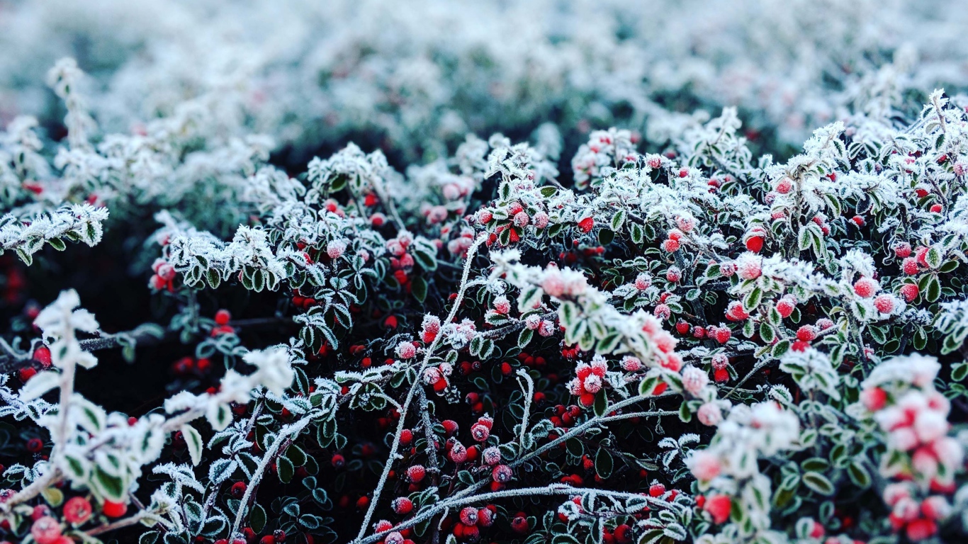 Красные ягоды покрытые инеем 