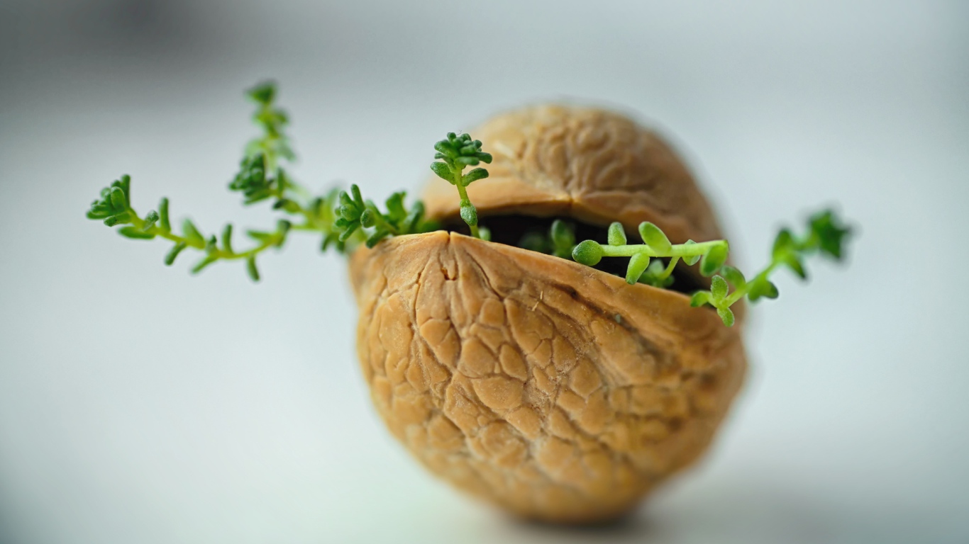 Ростки пробиваются сквозь скорлупу ореха на сером фоне