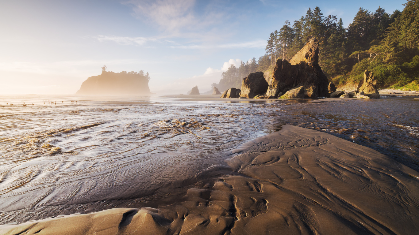 Мокрый песок на берегу у хвойного леса 