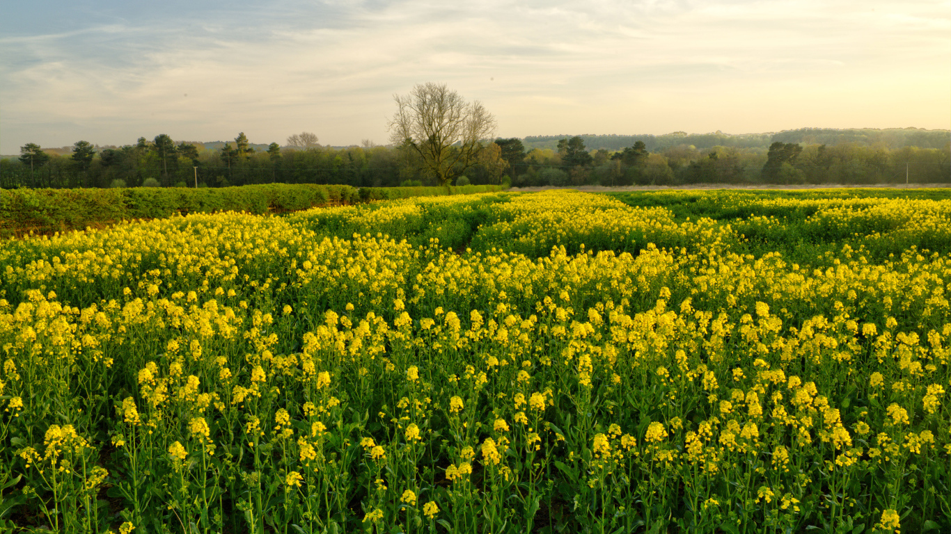 Цветущее желтое рапсовое поле
