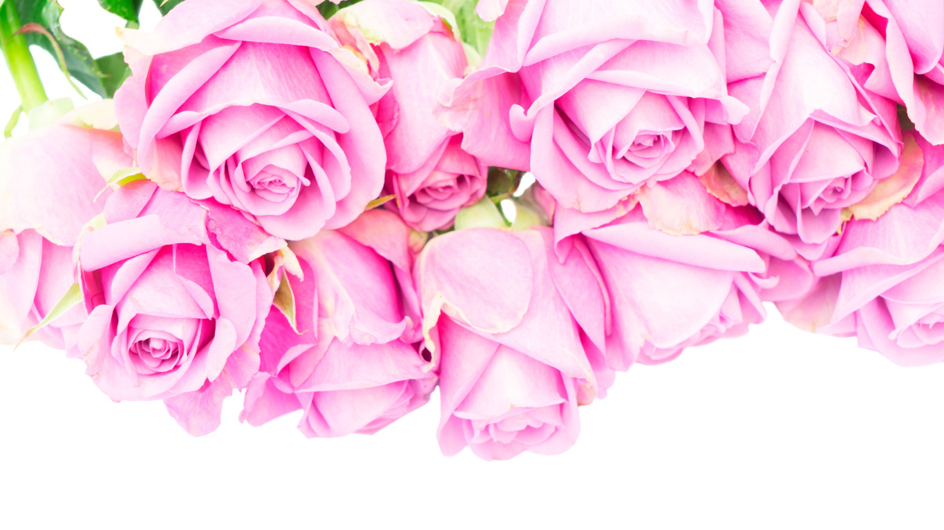 Букет розовых роз на белом фоне крупным планом