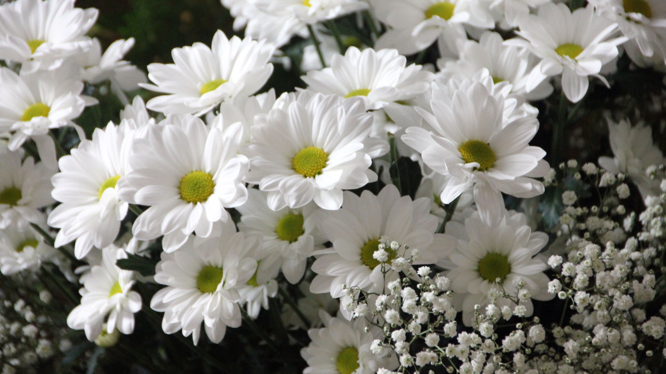 Букет белых хризантем с цветами гипсофилы