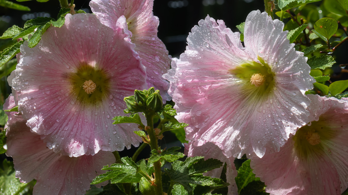 Красивые нежные розовые цветы мальва