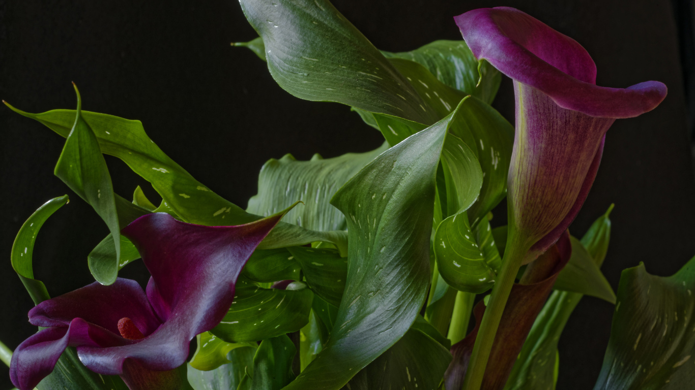 Красивые цветы каллы с зелеными листьями на черном фоне