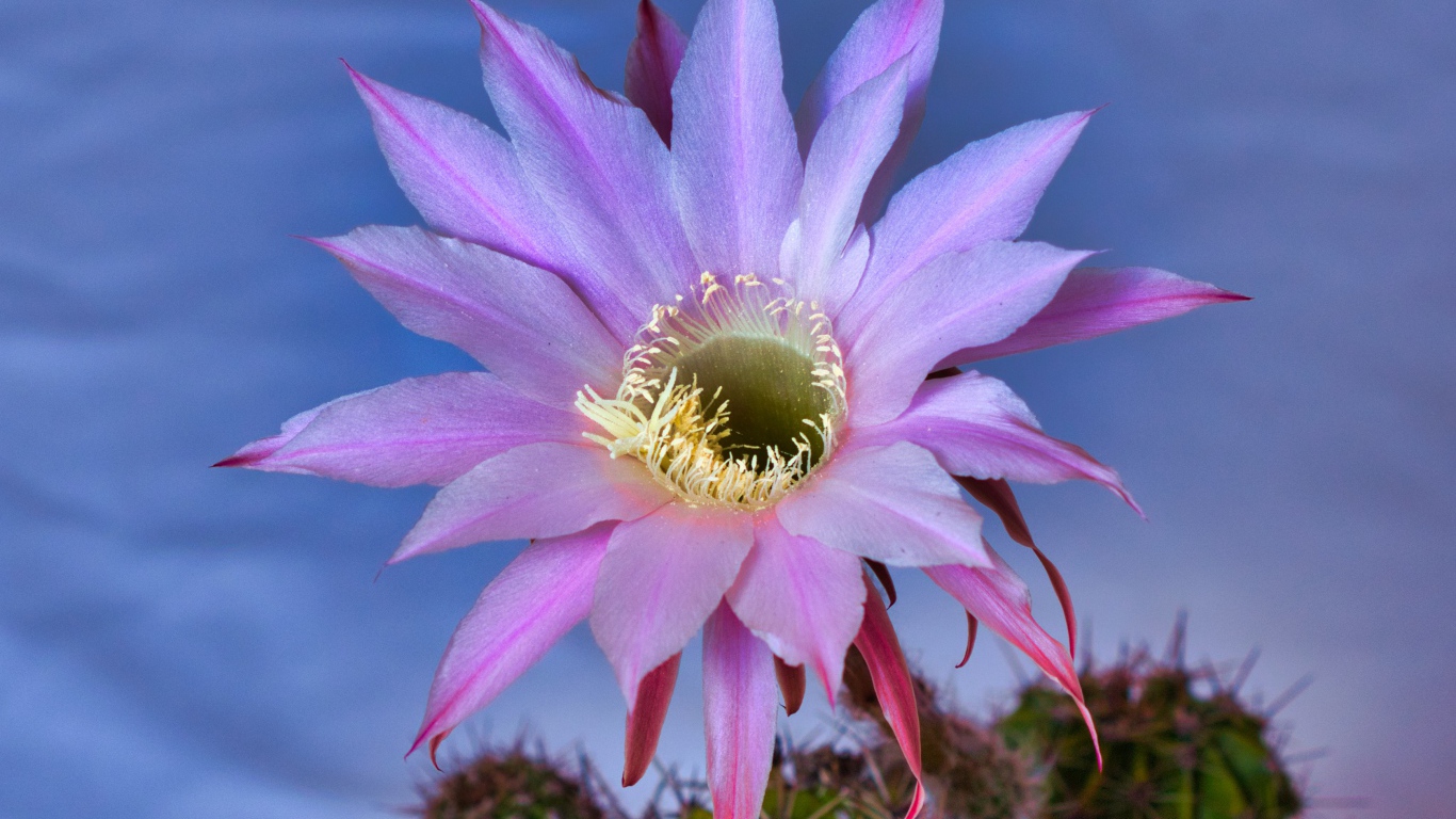 Красивый сиреневый цветок кактуса