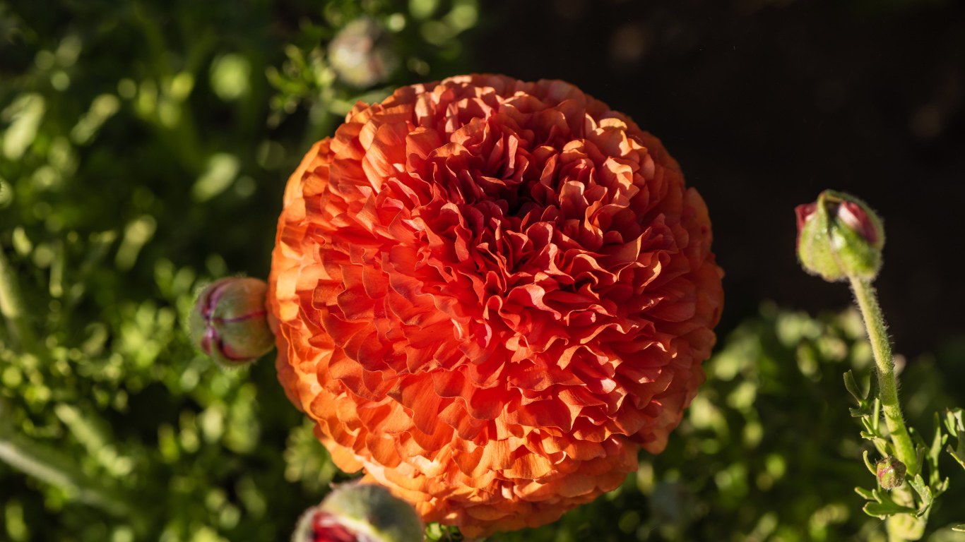 Красивый оранжевый лютик с бутонами крупным планом