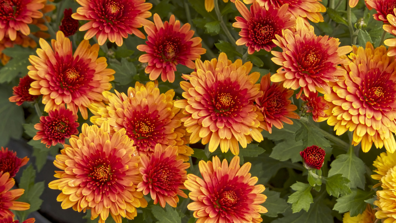 Красивые оранжевые цветы хризантемы крупным планом