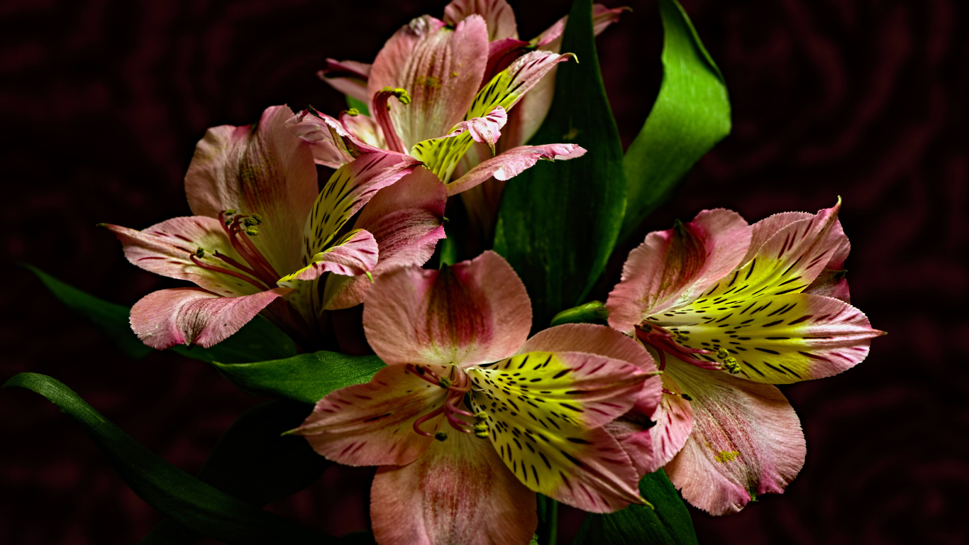 Beautiful pink alstroemeria flowers close-up