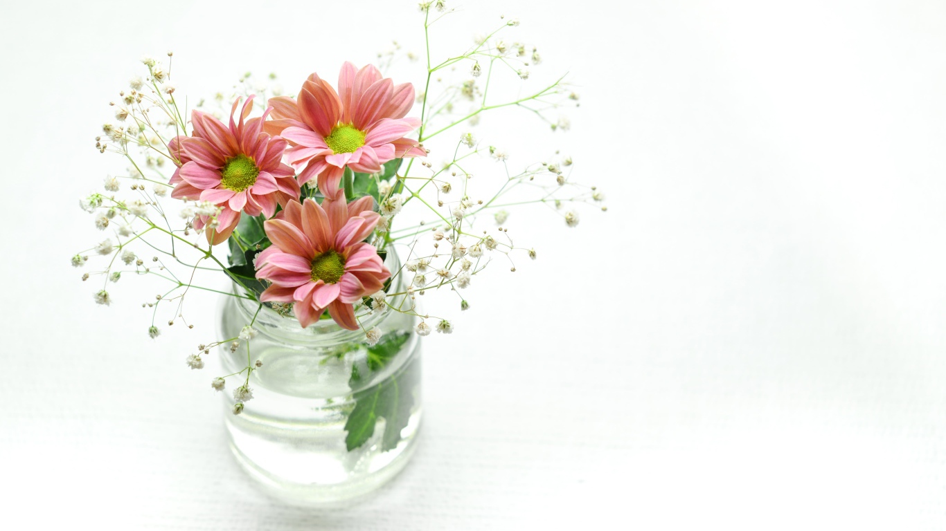 Красивые розовых хризантемы в банке на белом фоне