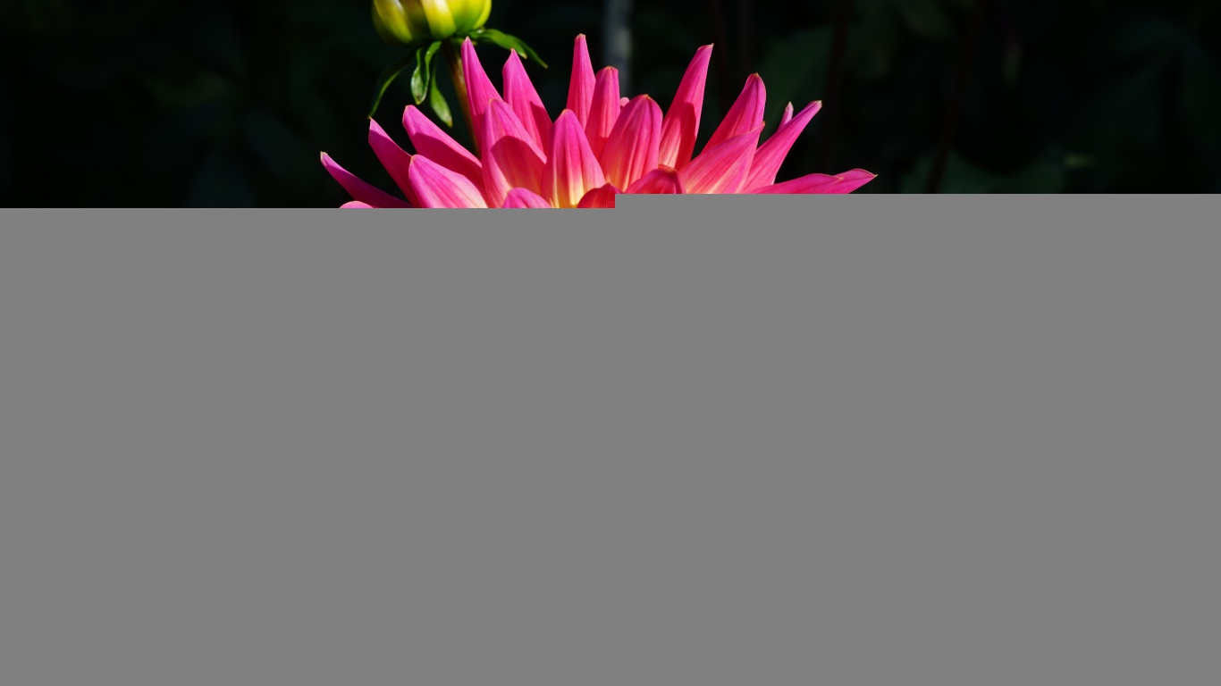 Красивая розовая георгина с желтой серединой с бутонами