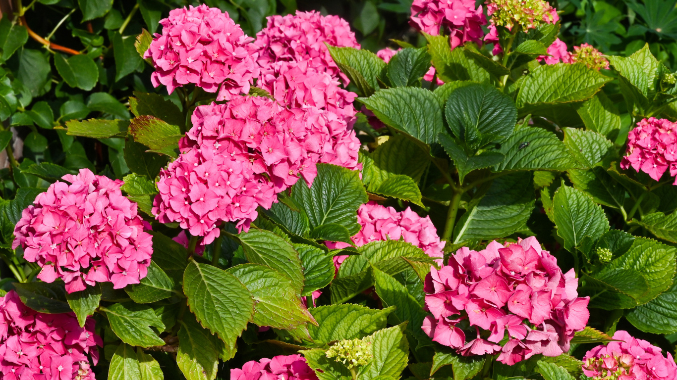 Красивые розовые цветы гортензии с зелеными листьями
