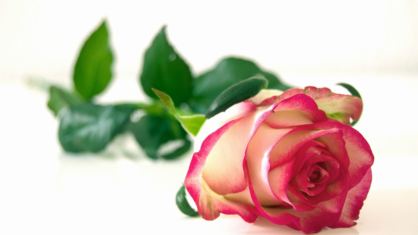 Красивая розовая роза с зелеными листьями на белом фоне 