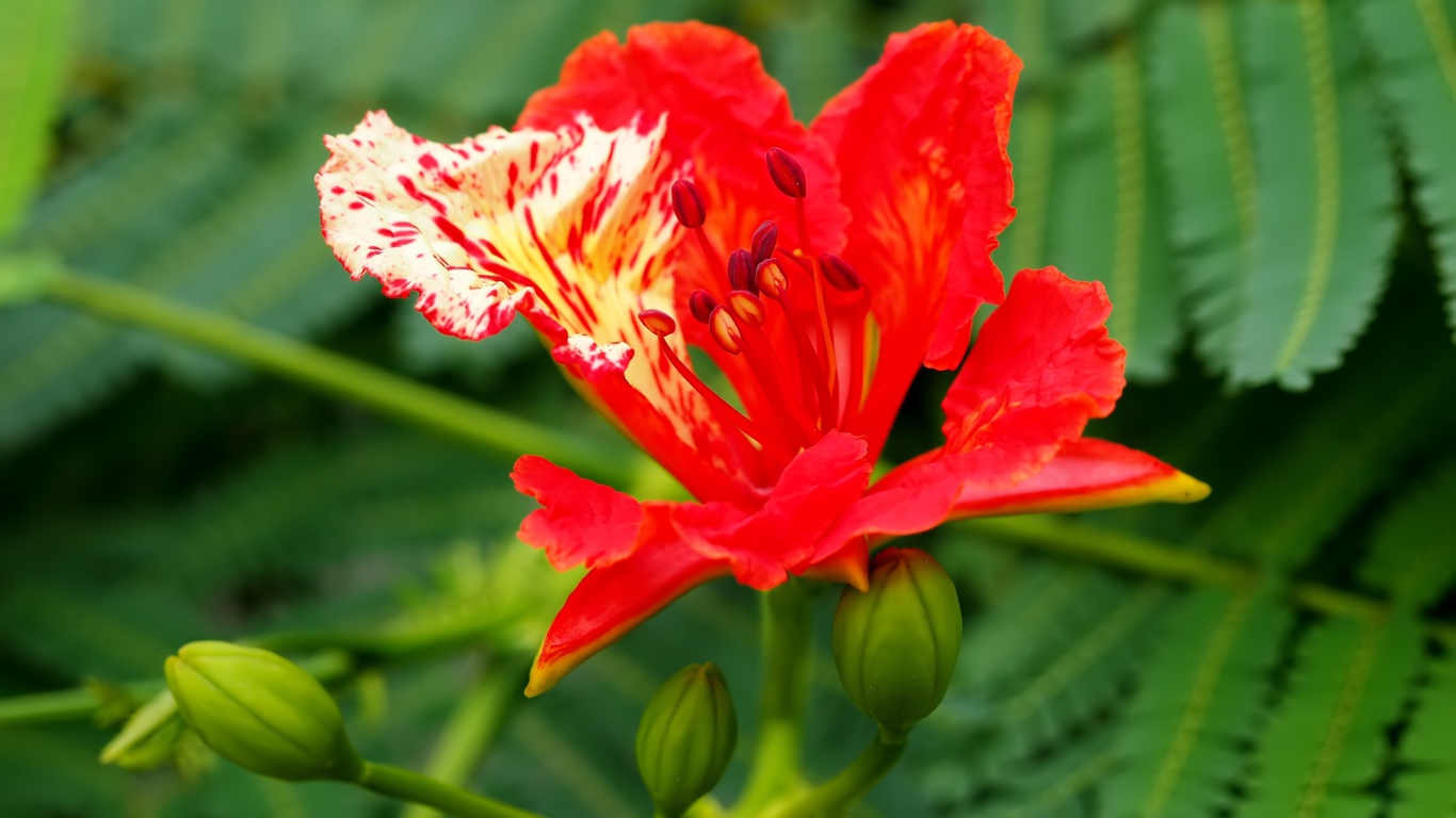 Красивый красный цветок Делоникс королевский крупным планом