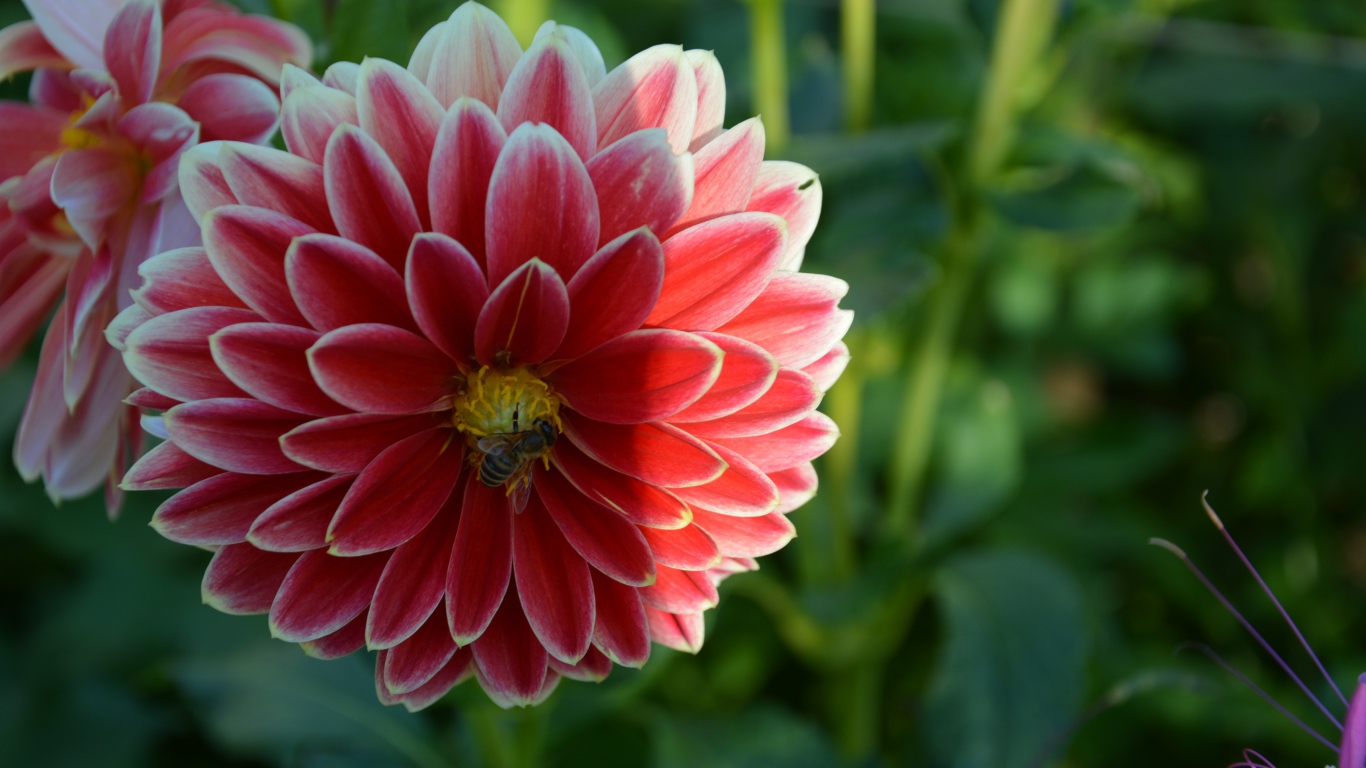 Красивая красная георгина с пчелой