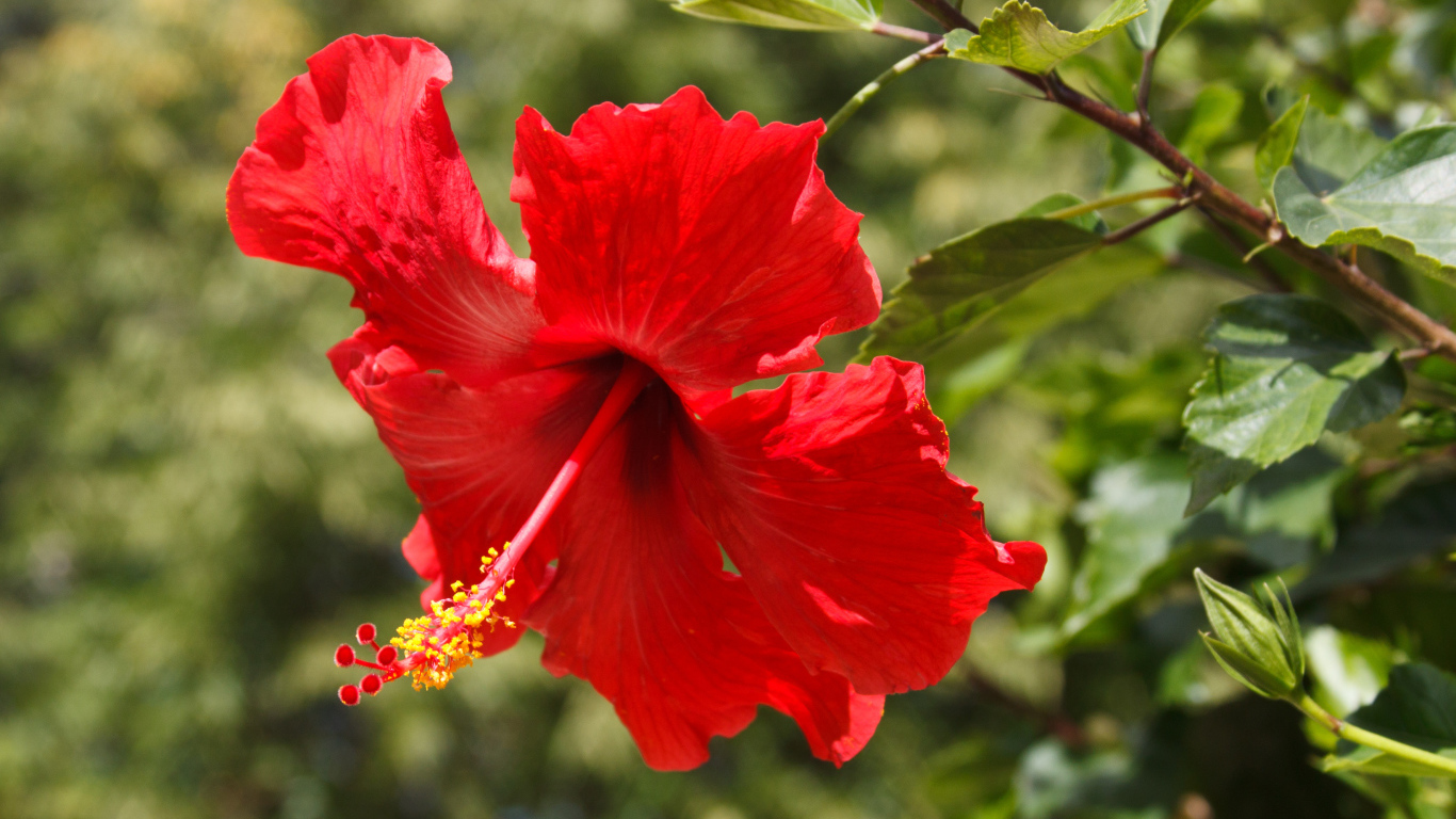 Красивый красный цветок гибискуса в лучах солнца