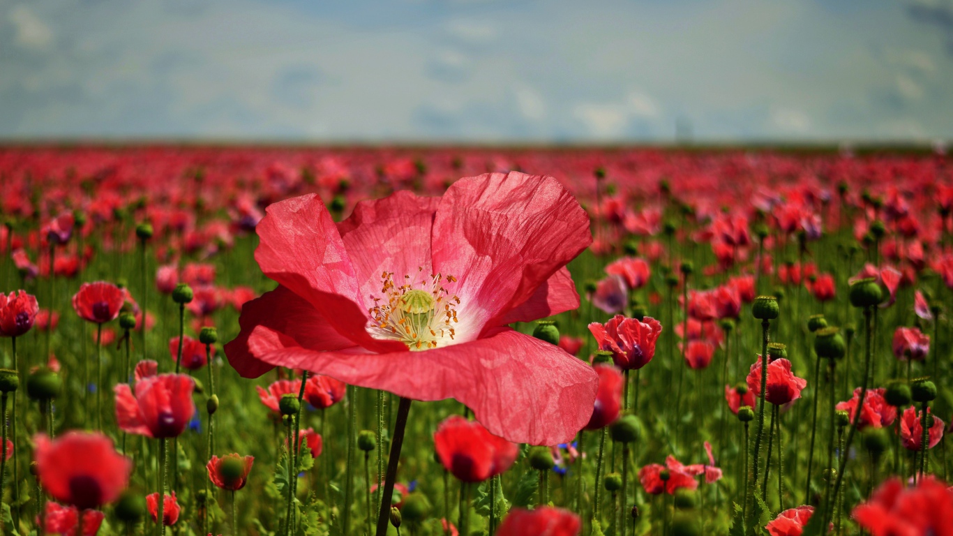 Красивый красный мак на поле крупным планом