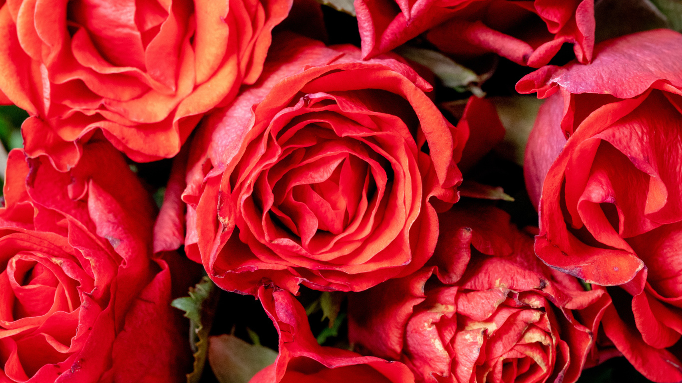 Красивые розы с розовыми лепестками крупным планом