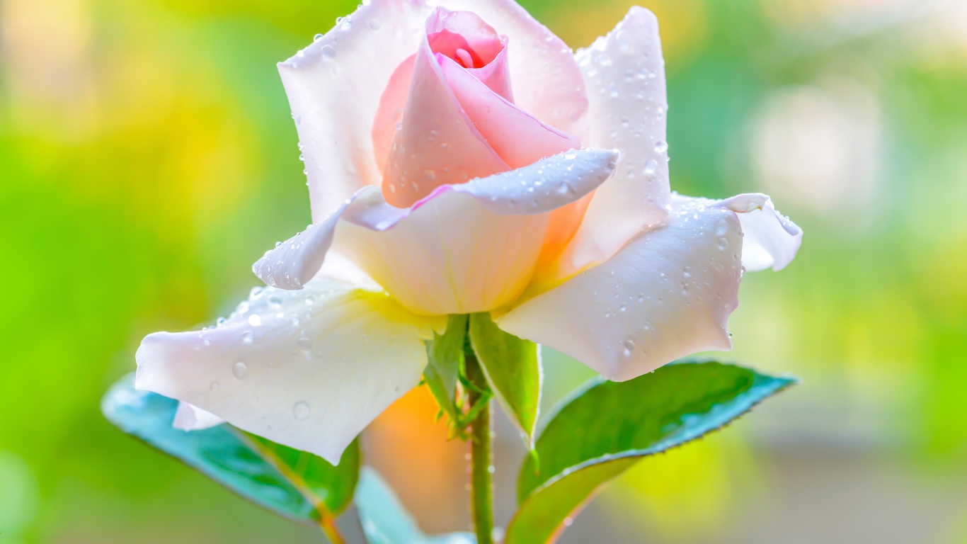 Красивая нежная розовая роза в каплями на лепестках 