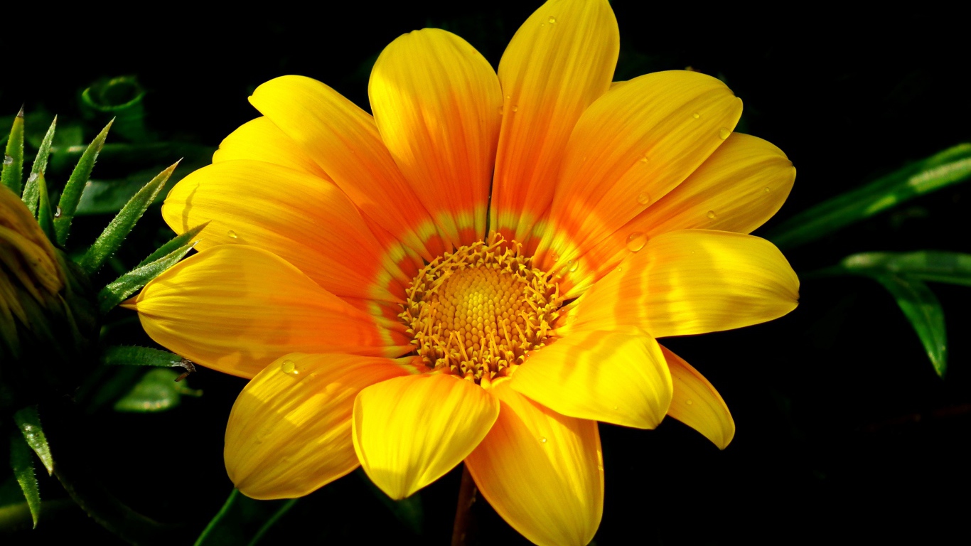 Красивый желтый цветок газания крупным планом