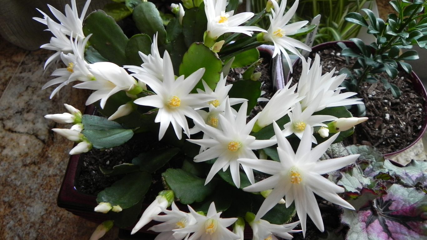 Цветущий белыми цветами комнатный цветок декабрист