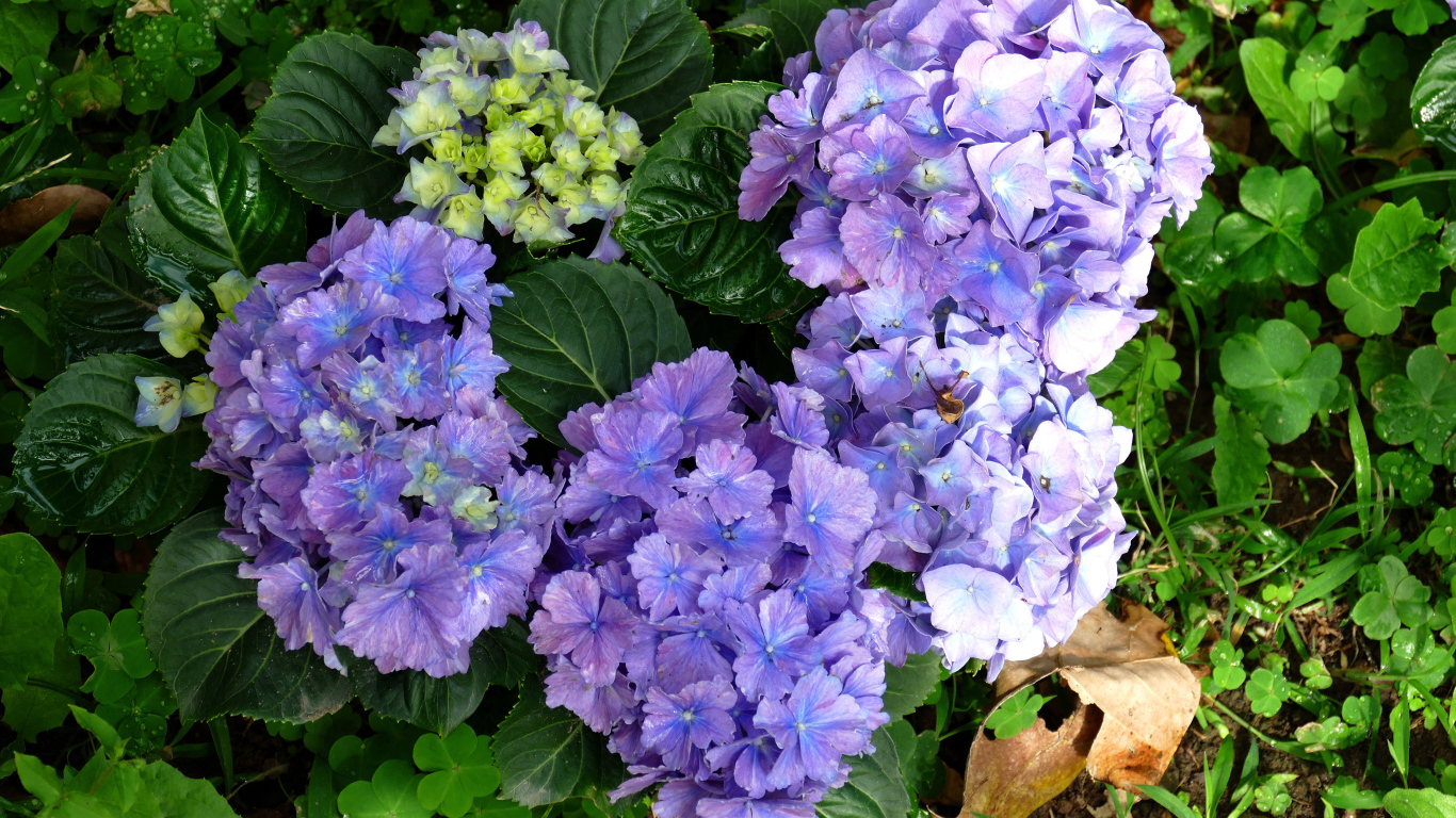 Голубые цветы гортензии с зелеными листьями